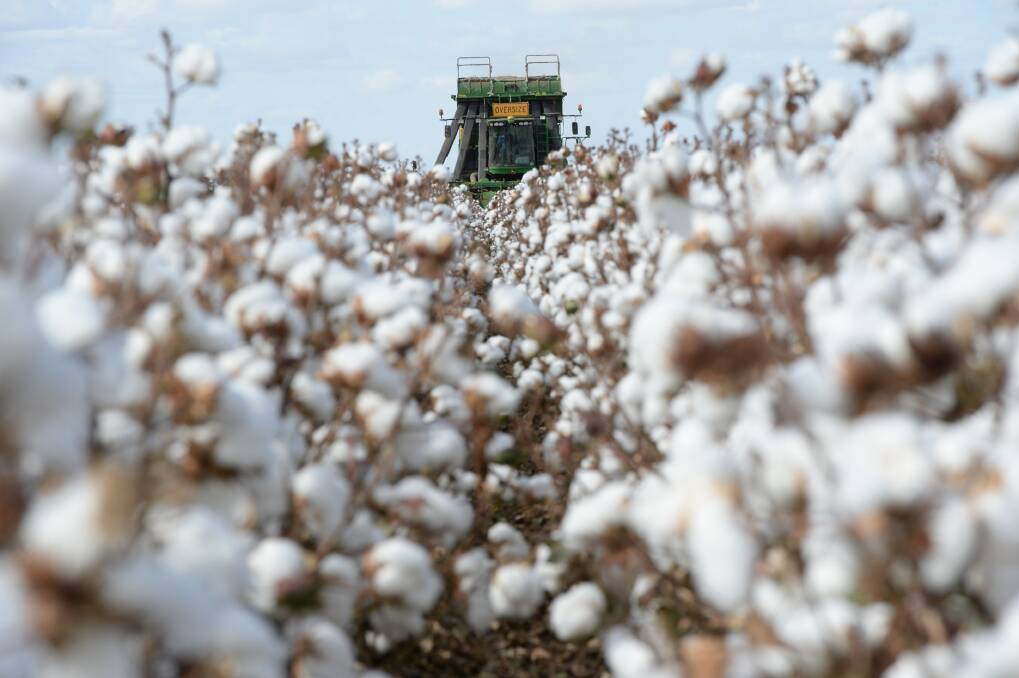 The nation's cotton industry is celebrating World Cotton Day. Photo: File 