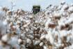 Australian growers honoured as part of World Cotton Day