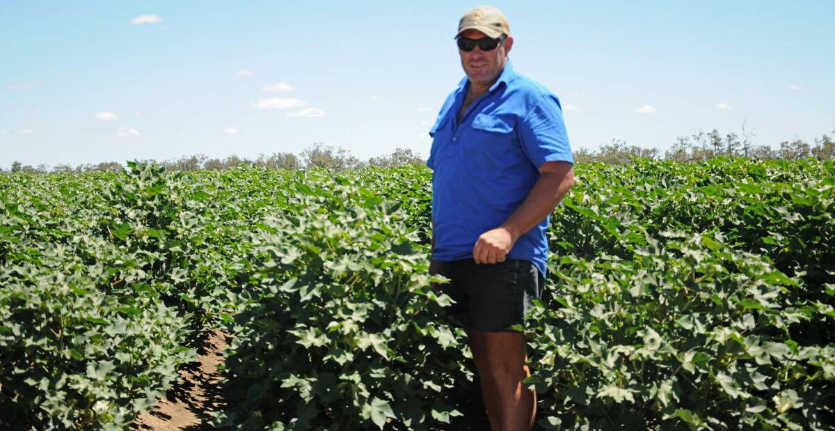 Glen Prairie farm manager John Baxter is hopeful the season's favourable cotton conditions continue. Photo: Billy Jupp 