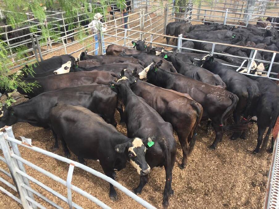 Pregnancy-tested-in-calf cows averaged $2200 a head at the first Singleton store cattle sale of 2021 on Saturday. Photo: Supplied
