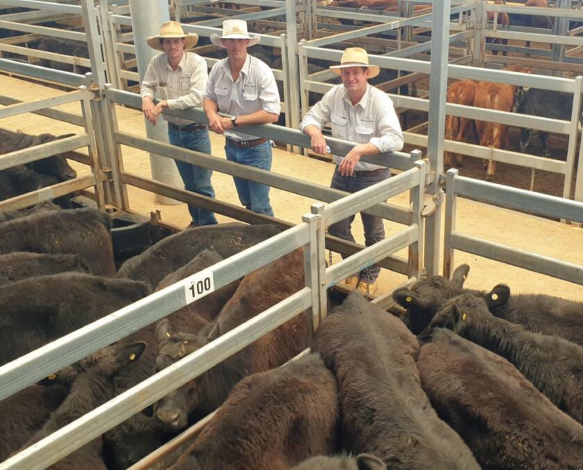 McCulloch Agencies stock agents Dustin Rudgley, Mitchell Swain and Daniel McCulloch, Tamworth, with a run of Angus steers offered by Mountain View Ag, Bendemeer, which sold for $2130 a head. Photo: Michelle Mawhinney