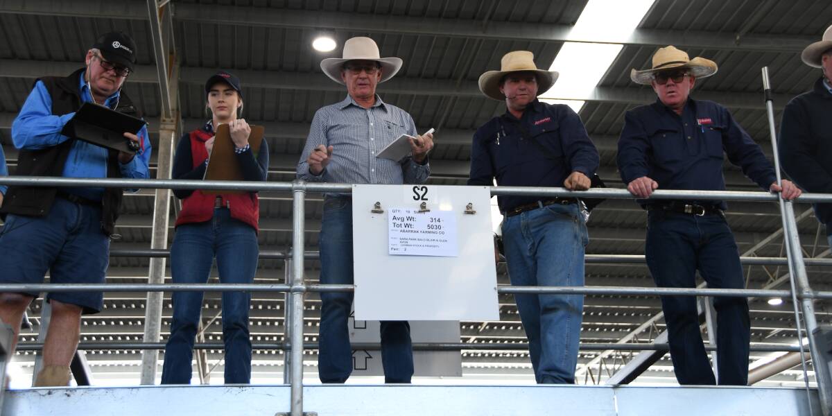 A strong yarding of about 1800 cattle greeted buyers to this month's Inverell store cattle sale. Photo: Billy Jupp, file 