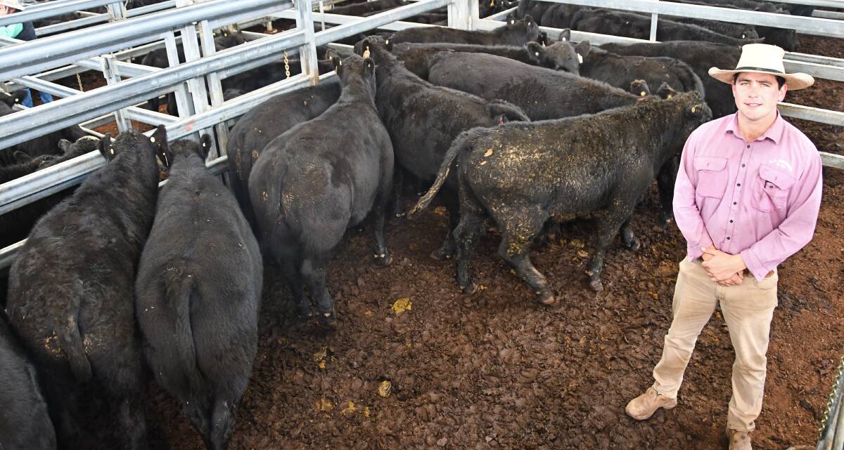  CL Squires and Co agent Will Claridge, Inverell, with a pen of 11 Angus steers from the Smith family, Coffin Hill, Gurley, which sold for 553c/kg at the annual Inverell weaner sale on Thursday. Photo: Billy Jupp 