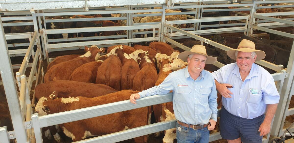Davidson Cameron and Company stock agent Scott Newberry, Tamworth, and Bob Wynne, Lachlan Downs, with a pen of nine- to 10-month-old Hereford steers which made $2065 at Tamworth. Photo: Michelle Mawhinney, TLSAA 