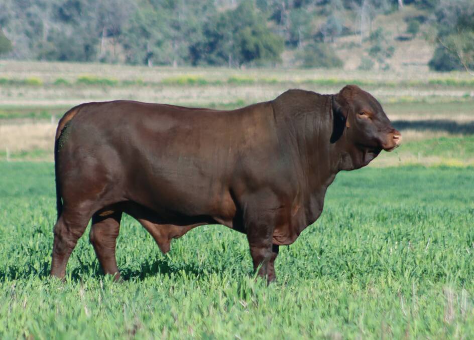 Benelkay Quartermaster Q012 topped the annual sale at $30,000 and was purchased by Hallcraig Santas, Deepwater. Photo: Jules Orman
