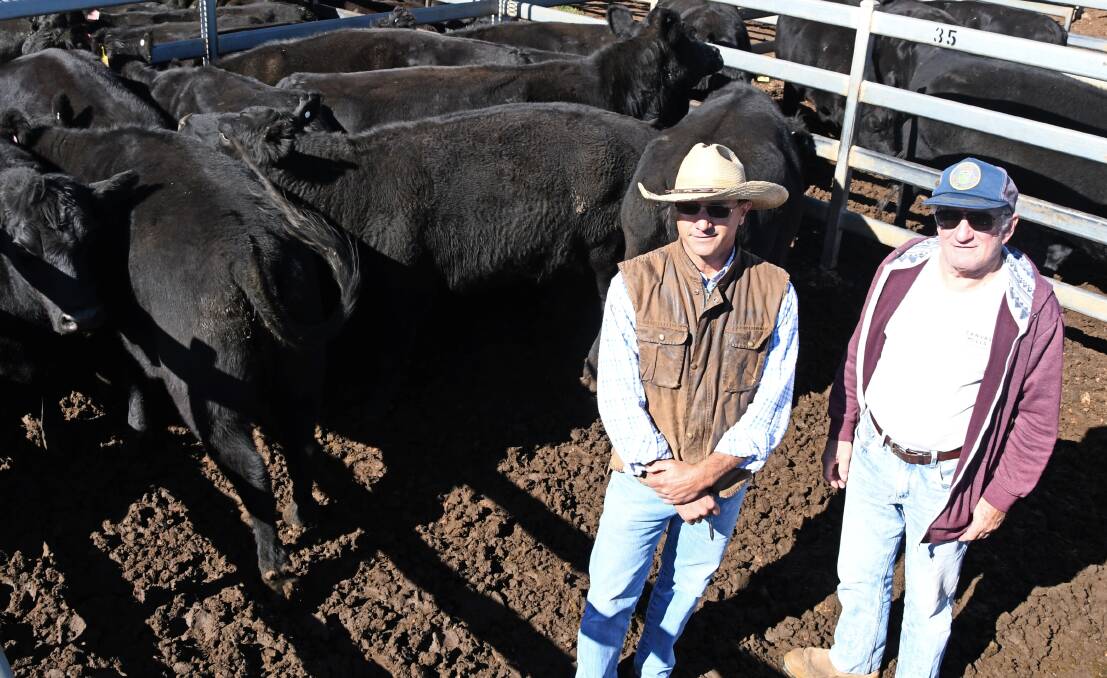 P.T. Lord, Dakin & Associates Pty Ltd stock agent Joe Portelli, Dubbo and Grahame Boroughs, Brooklyn Spicers Creek, with a pen of PTIC Angus cows which were bought by Tralee Ag Co, Dubbo for $2000/hd at Dunedoo. Photo: Billy Jupp