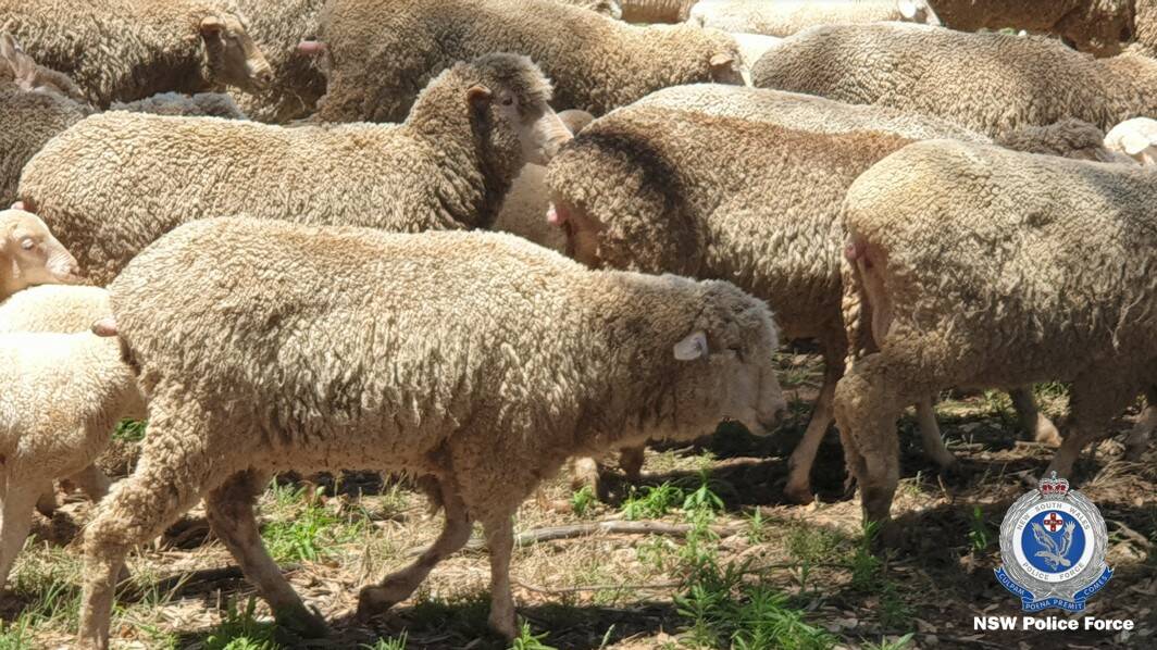 The 25 stolen Merino Ewes look similar to the herd pictured. Photo: NSW Rural Crime Prevention Team Facebook page. 