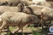 Police on hunt for stolen Merinos in state's Central West