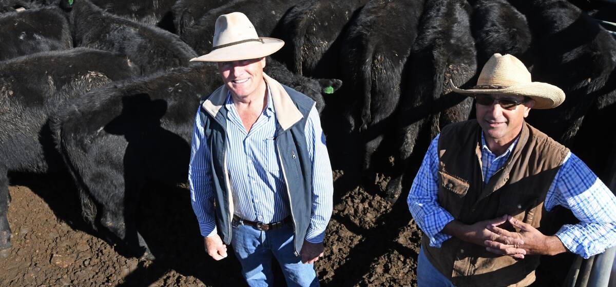 Greg Hart, Honeysuckle Beef, Goolma and P.T. Lord, Dakin & Associated Pty Ltd stock agent Joe Portelli, Dubbo, with a pen of Angus weaner steers which sold for $1710/hd at Dunedoo. Photo: Billy Jupp 