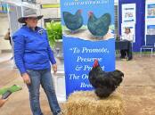 The Orpington Club of Australia made the most of being a feature breed in the poultry section of this year's Sydney Royal Easter Show. Photo: Billy Jupp 