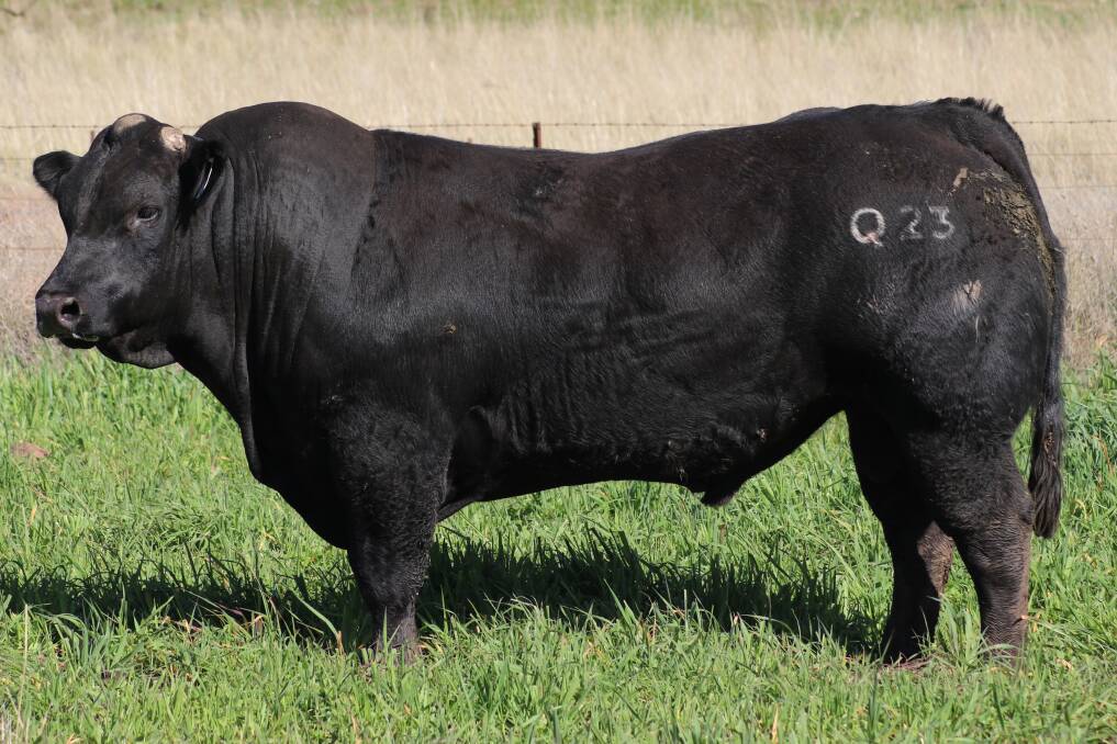 Angledale Quartz Q23 topped last Friday's Northern Limousin Breeders sale in Scone when he was purchased by Peter Clydsdale, The Valley, Upper Rouchel for $14,000. Photo: Supplied 