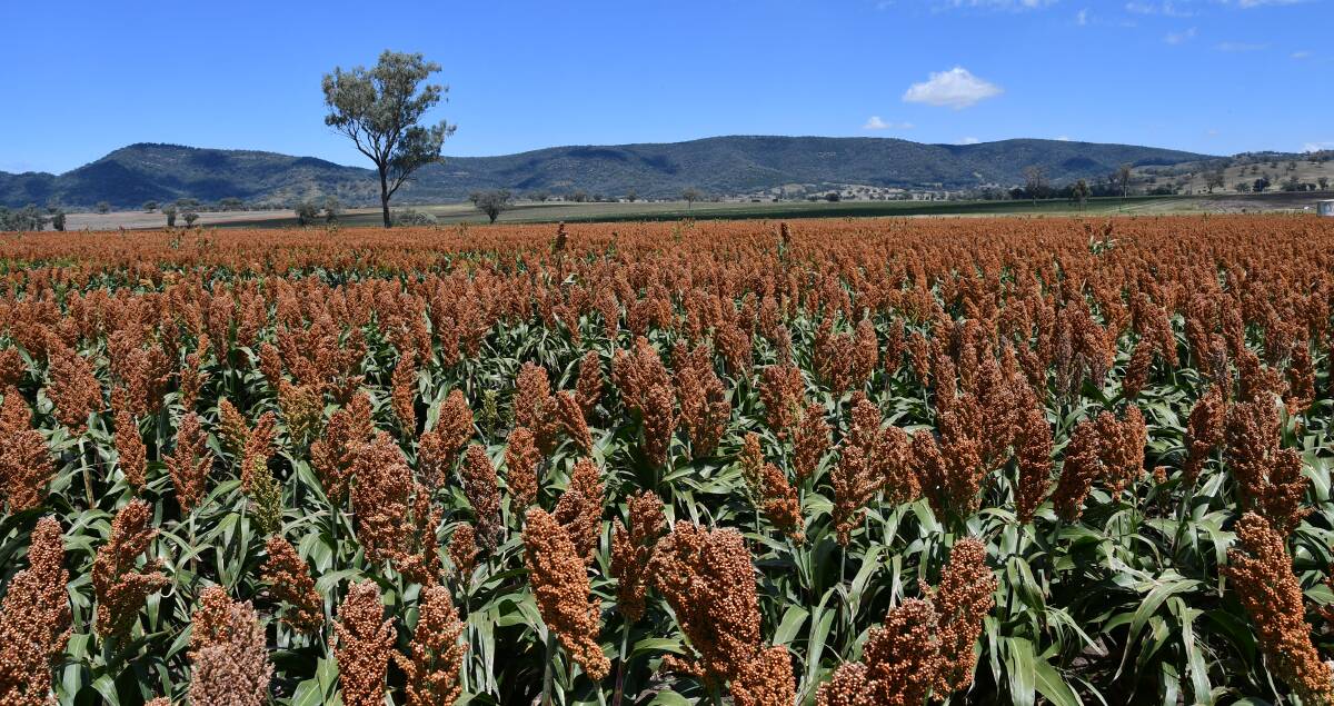 Sorghum crops across the North West have benefited from a stellar season. Photo: Billy Jupp 
