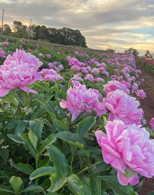 New England Peonies has distributed their flowers to florists across the state and beyond. 