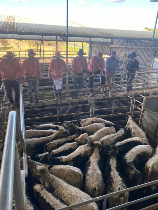 More than 3900 head were yarded for the second of two Top of the Range New England weaner sales. Photo: Supplied 