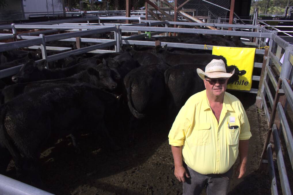 Ray White Rural stock agent Tim Bayliss, Dorrigo, with a pen of Angus weaners sold by The Ponds Farming Company during the Dorrigo sale last Friday. Photo: Supplied 