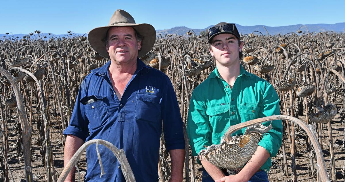 Troy and Lucas Cameron with their crop of Aussie Stripes-14 sunflowers, which is currently being harvested. Photo: Billy Jupp 