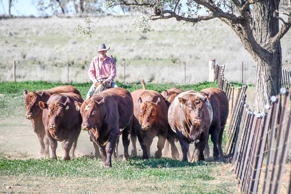 Roan coloured cattle have been making waves during the state's stud sale season for a number of reasons. Photo: Lucy Kinbacher 