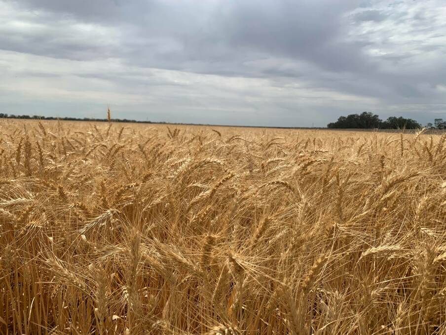 SETBACK: Farmers in the state's far north hope to avoid further storms, which could eventuate later this week according to forecasts. Photo: Dimity Smith