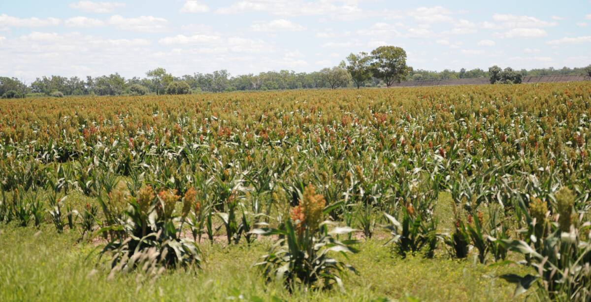 Sorghum crops are the latest target of the North West's mice plague. Photo: Billy Jupp 