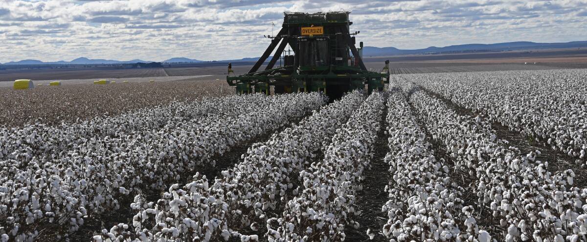 The winners will be announced at the 2021 Australian Cotton Collective in Toowoomba in August. Photo: Billy Jupp 