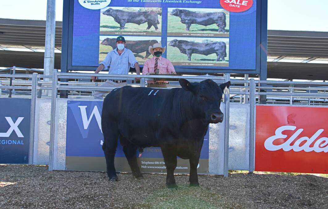 Buyer David Parkins, Rosemount, Gulgong, and auctioneer Lincoln McKinlay, Elders, Inverell, with Woonallee Q527, which topped Woonallee Simmental's first ever Tamworth sale at $31,000. Photo: Billy Jupp