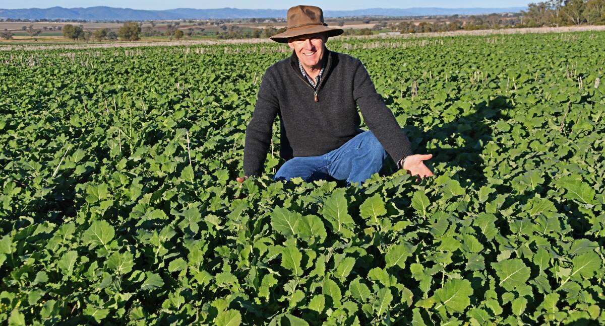 Winton grower Gareth Rogers is investing in increasing boron levels to ensure his canola crop is a success due to high prices globally. Photo: Billy Jupp 