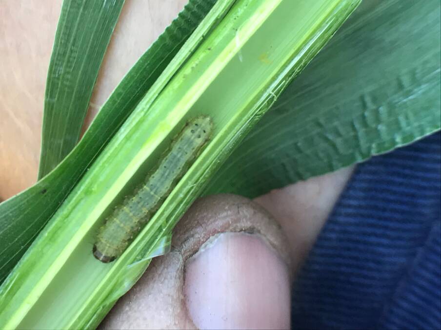 Experts are working hard at finding ways to limit the damage to crops inflicted by Fall armyworm. Photo: Supplied 