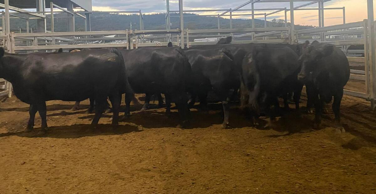 About 255 head were yarded for the monthly Scone store cattle sale on Thursday. Photo: Scone Associated Agents Pty Ltd Facebook page. 
