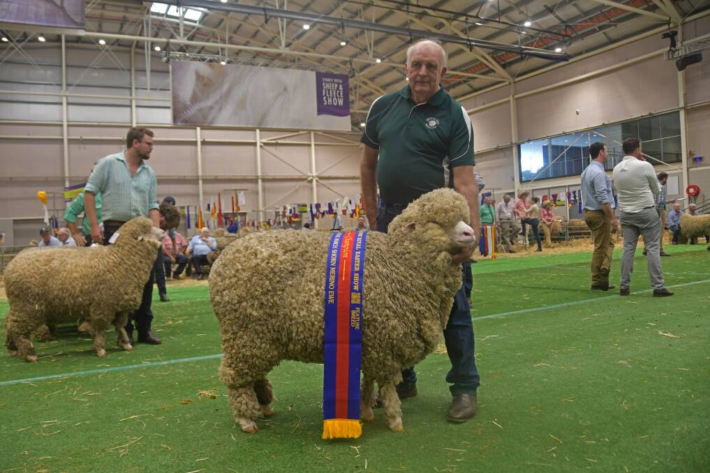 Greenland's grand champion also claimed reserve junior champion March-shorn ewe. Photos: Billy Jupp 