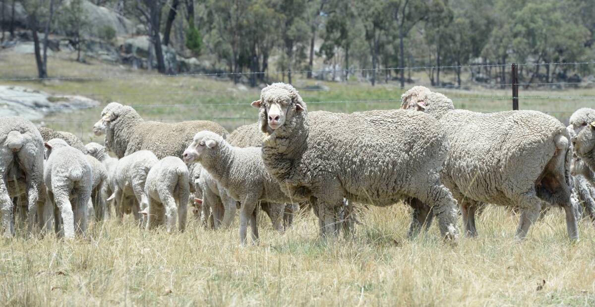 A new wool harvesting option might be on the way for producers as the AWI undertakes new research. Photos: Archive