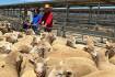 Heavy lambs in demand as southern processers look north