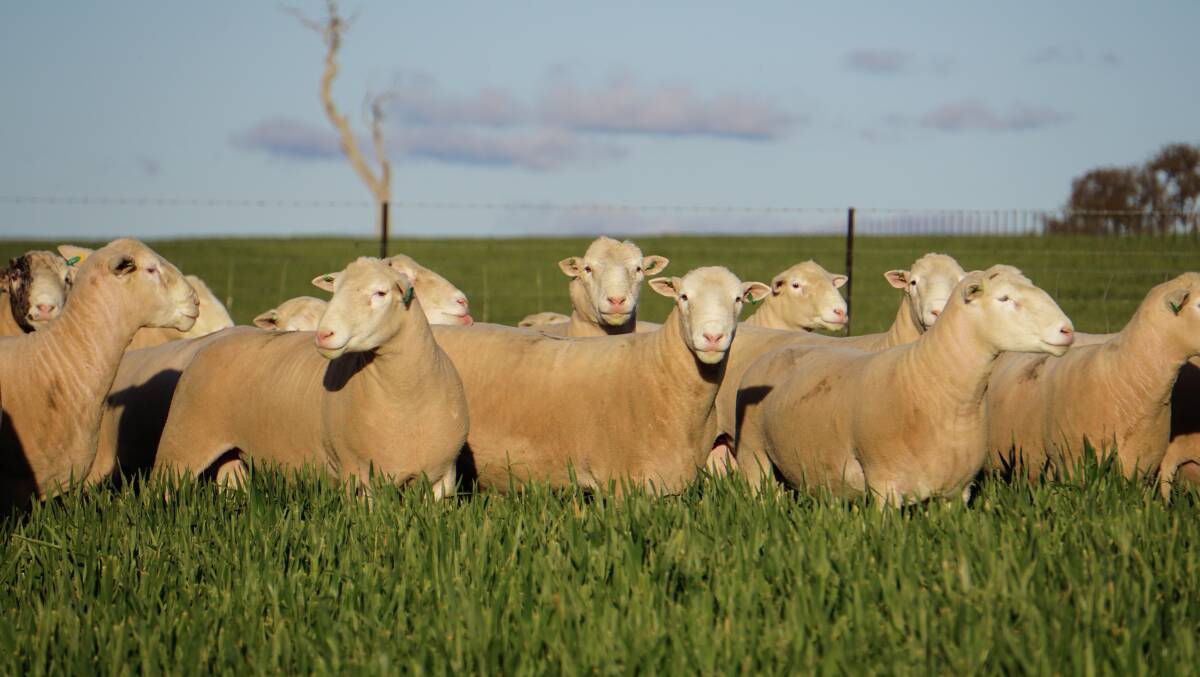 BOOSTING PROFITABILITY: The Springwaters stud's goal is to produce rams that can maximise clients' returns from their sheep operations. Photo: Rachael Lenehan