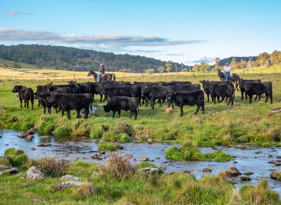BRANDED BEEF BUSINESS: Rob and Tim Finlayson moving Angus steers at Armidale.