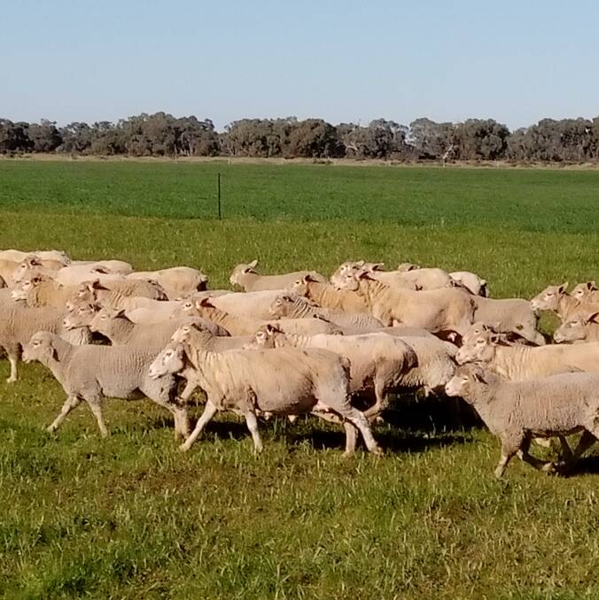 Thirteen-week-old White Suffolk cross lambs with their mothers at Woodbury, near Deniliquin.