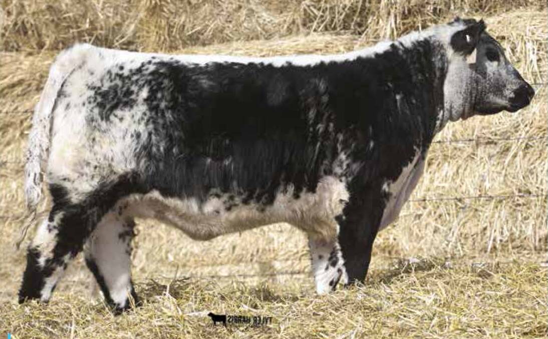 RECORD-BREAKING HEIFER: Notta 15R Janette 209E set a new world record for a Speckle Park female, selling for $37,500 to Hidden Valley Speckle Parks and GreenHaven Speckle Parks.