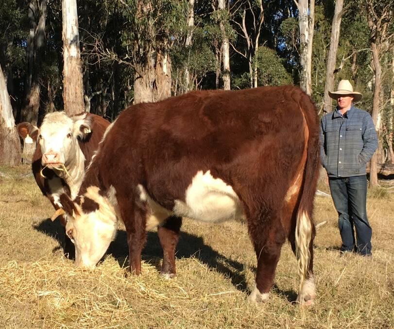 GOOD MOTHERS: Peter Donnelly with some of his Hereford breeders.