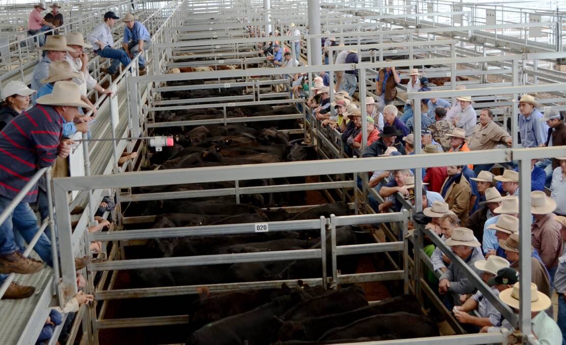 CHALLENGE AND SALE: About 3000 calves have been booked in for the Virbac Weaner Challenge and Feature Sale at Tamworth on March 15.