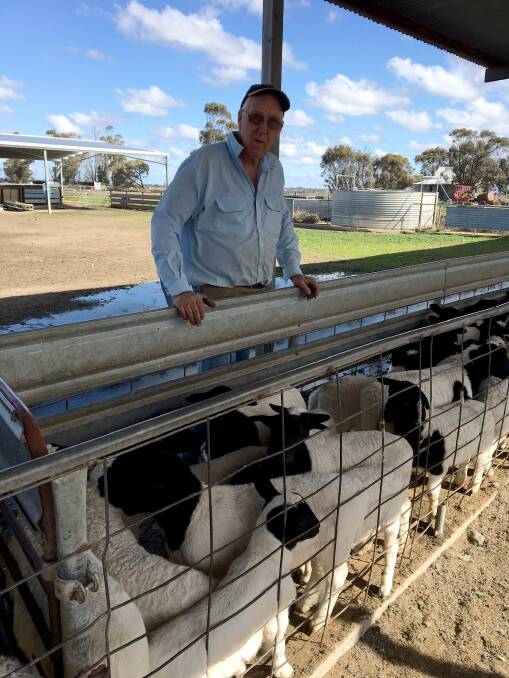 QUALITY GENETICS: Rod Chalmers is a long-time Dorper breeder who has an intensive program with 6000 Dorper ewes run alongside rice and cereal production.