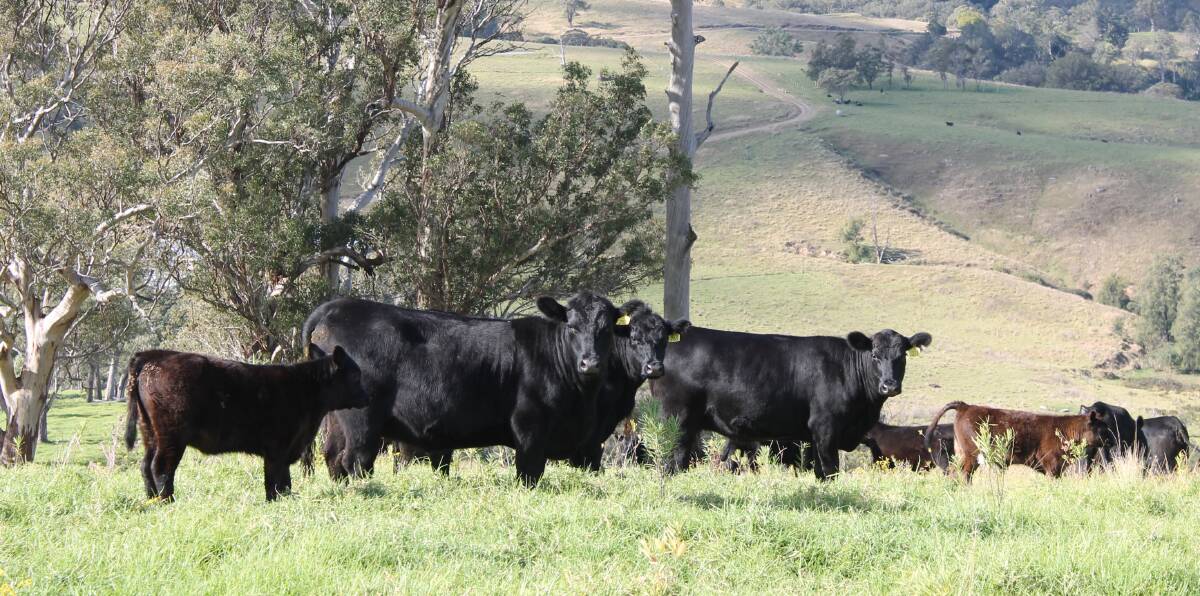 STEER OPERATION: Bulls are selected for moderate frame, strong growth and good fat cover, with a focus on consistency in the bulls, which is reflected in their progeny.