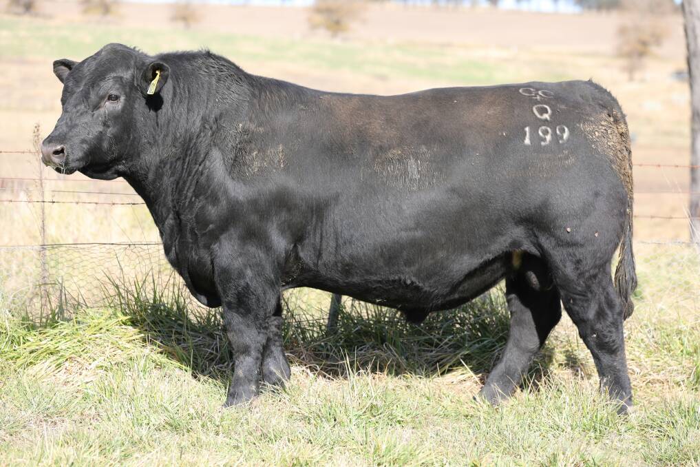 LOT 13: Dulverton Quality Approach Q199, by Esselmont Lotto L3 son Dulverton New Approach N208, is one of the bulls to watch in this year's sale.