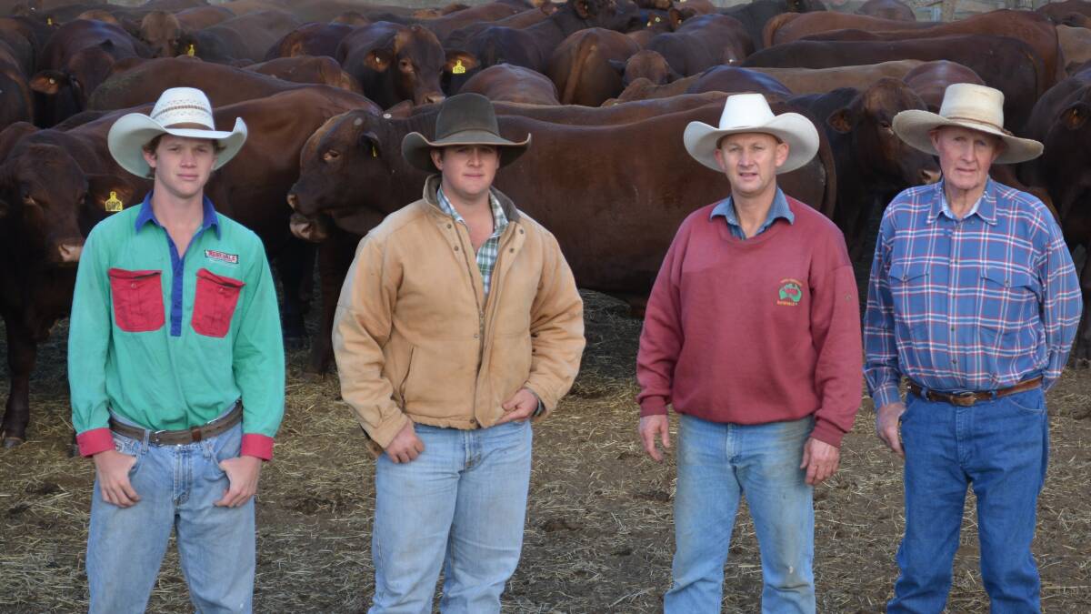 Three generations of Greenups with Rosevale sale bulls. Pictured are grandsons Seb and Sam, with dad David and grandfather Grahame.