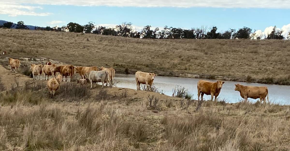 RED FACTOR FOCUS: Charolais sires have been used in the herd at Bundagra, Walcha, for about 30 years, with the Ireland family looking for the softer red factor bulls which produce calves that finish well on grass.