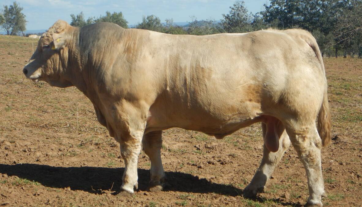 MEATY SIRES: Among the bulls from the Marrapodi family is St Antonio Murphy, a 23-month-old son of St Antonio Hector and Mandalong Umpire D90E.