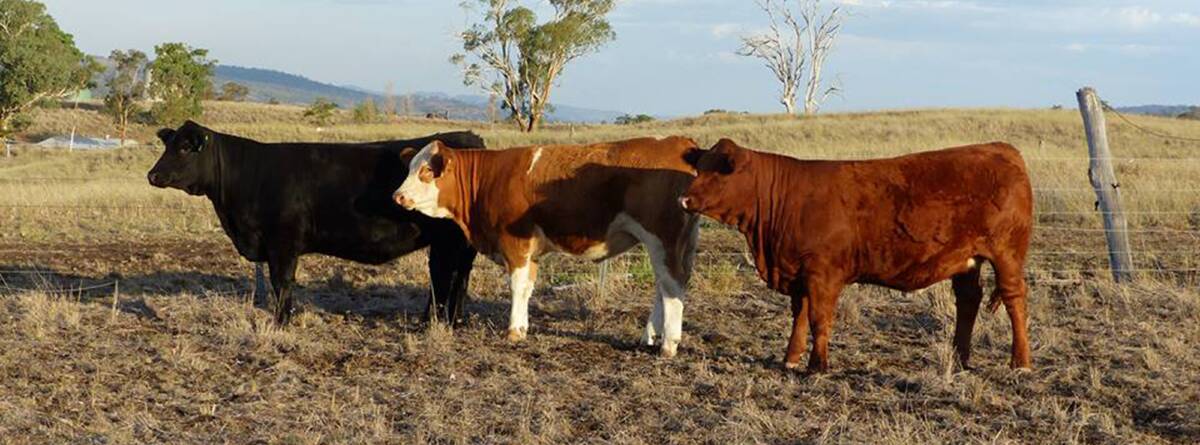 Mala-Daki stud breeds black, traditional and red Simmentals and SimAngus cattle at Bunnan.