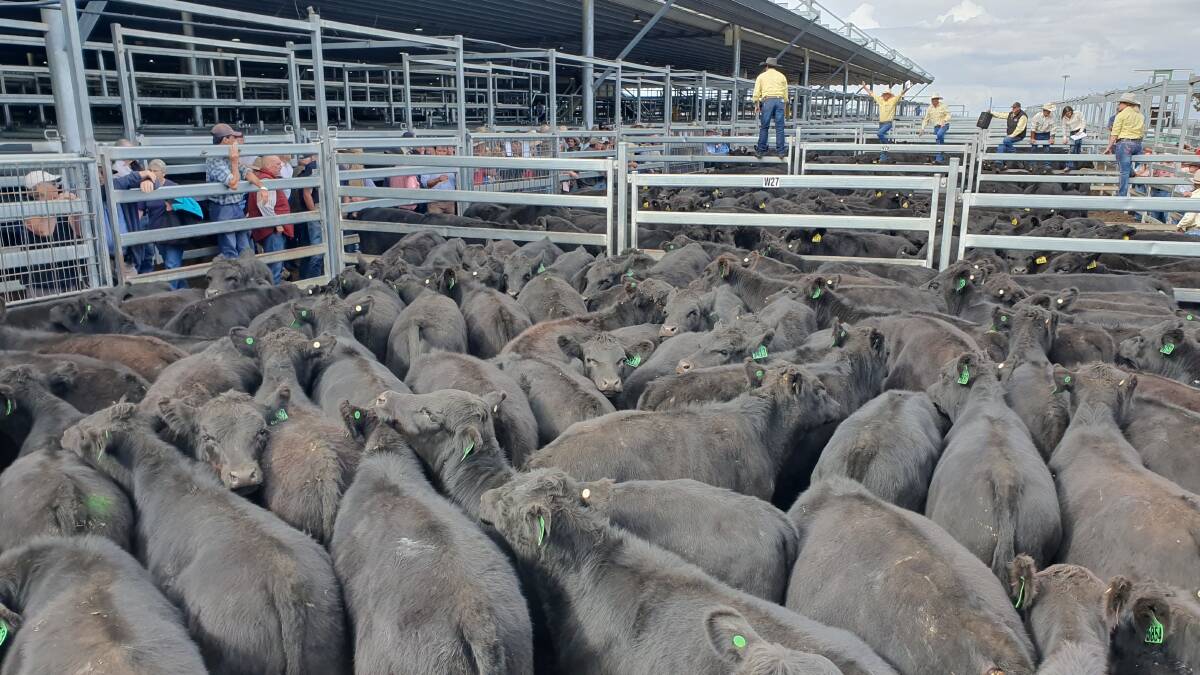 WEANER PRODUCTION: Steers are sold as weaners, usually through the Carcoar blue ribbon weaner sale. 