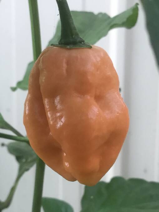 The first pod on a Jay's Peach Scorpion bush.