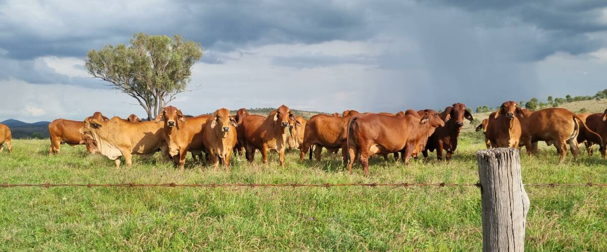 NK genetics are used in pure and crossbred operations across Central Queensland. Picture supplied