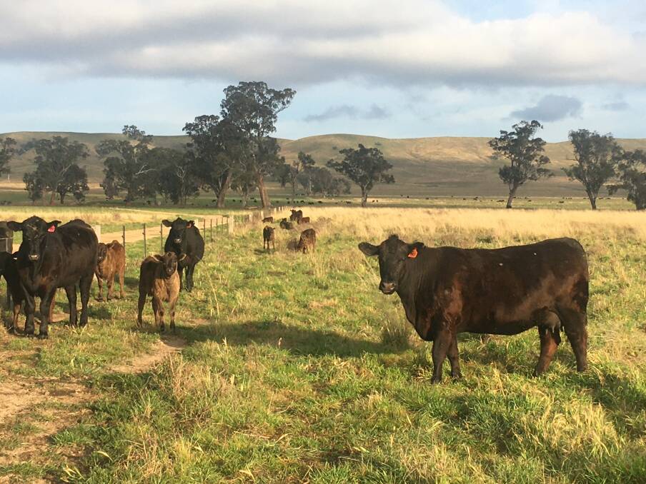 HANDY MANAGEMENT TOOL: Richard Puddicombe has been joining Angus heifers to Wagyu bulls at Burindi Station for the past six years.