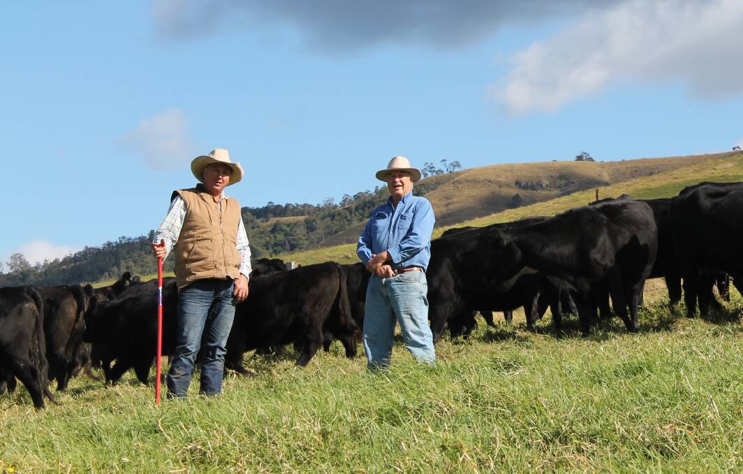 HIGH QUALITY HERD: Josh and Peter Evans with their Angus herd at Carabolla, near Dungog in the Lower Hunter area of NSW.