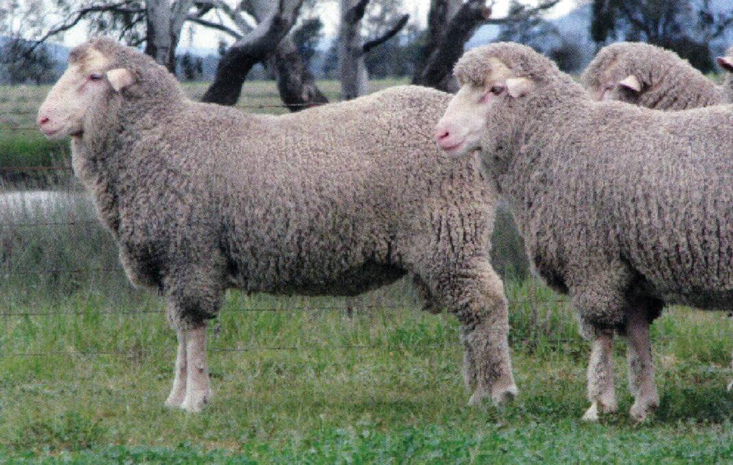 MERINOS ON SHOW: Neil Williams, Yarong Merinos, will exhibit young rams at this year's south west slopes field day.